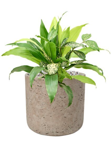 Dracaena bright in Rough R18cm V34cm