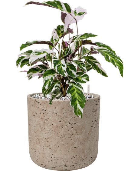 Calathea 'Fusion White' in Rough R18cm V39cm