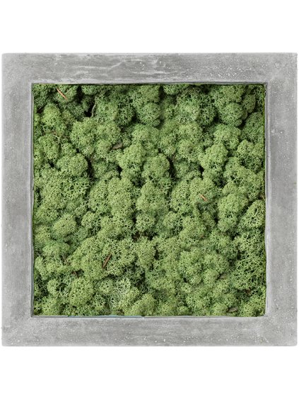 Moss Painting V5cm D50cm