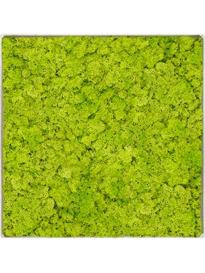 Moss Painting V5cm D30cm