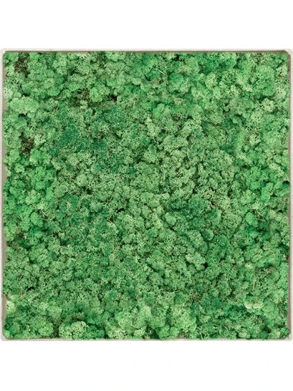 Moss Painting V5cm D30cm