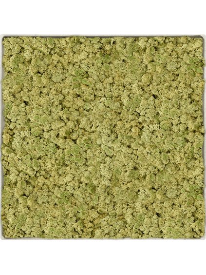 Moss Painting V5cm D30cm