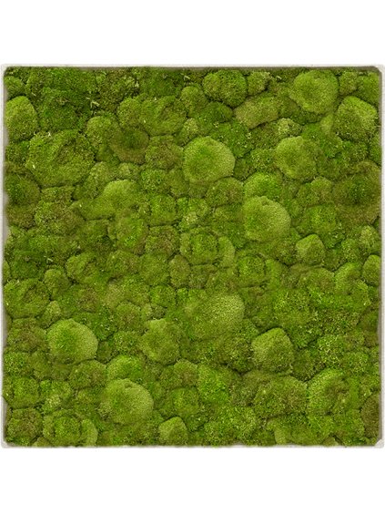 Moss Painting V5cm D40cm