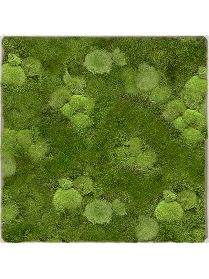 Moss Painting V5cm D40cm