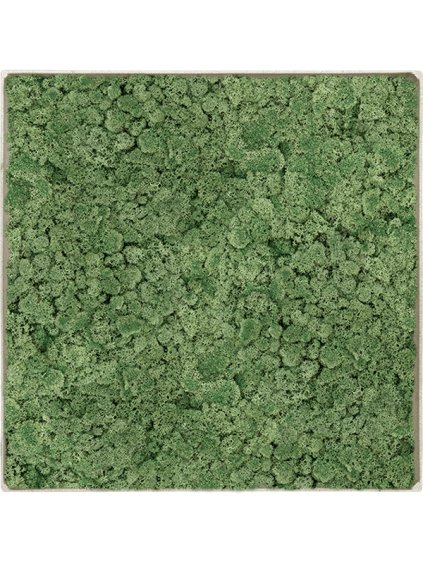 Moss Painting V5cm D40cm