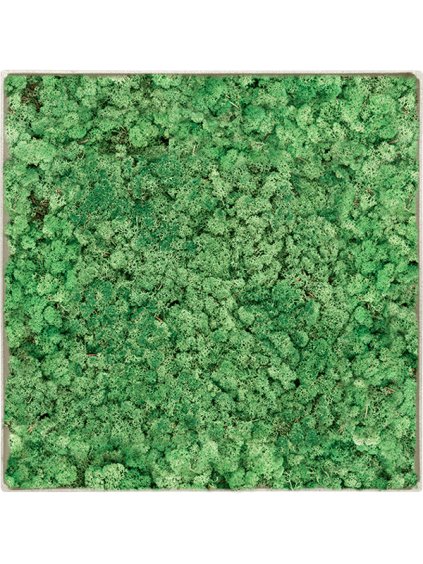 Moss Painting V5cm D40cm