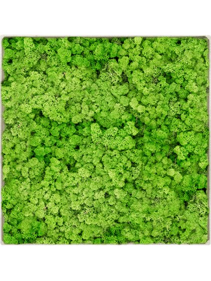 Moss Painting V5cm D40cm