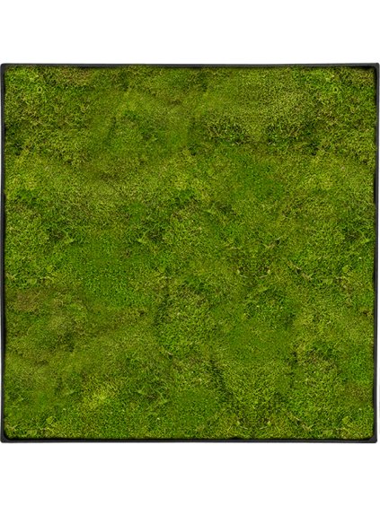 Moss Painting V5cm D70cm
