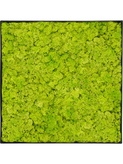Moss Painting V5cm D70cm