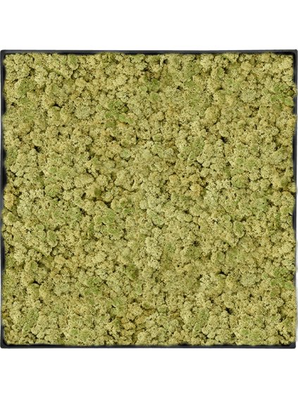 Moss Painting V5cm D70cm