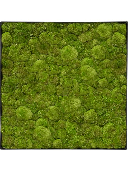 Moss Painting V5cm D90cm