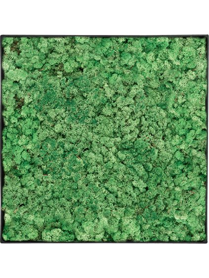 Moss Painting V5cm D90cm