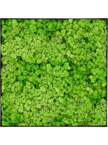 Moss Painting V5cm D90cm