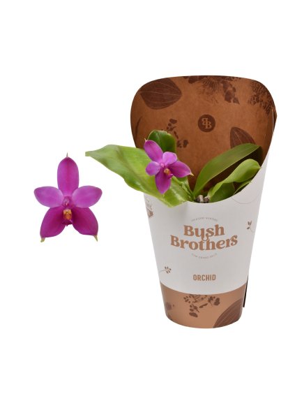 Phalaenopsis Violacea V20cm