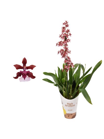 Oncidium Cherry Baby V55cm