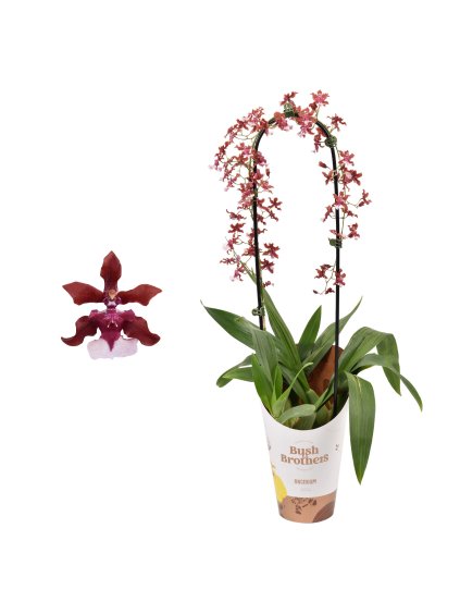 Oncidium Cherry Baby V65cm