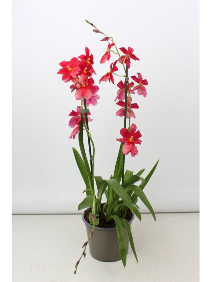 Cambria Nelly Isler V100cm