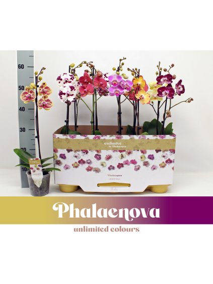 Phalaenopsis Taiwan mix V60cm
