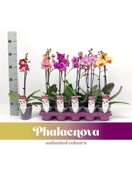 Phalaenopsis mix V50cm