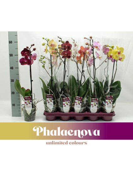 Phalaenopsis mix V60cm