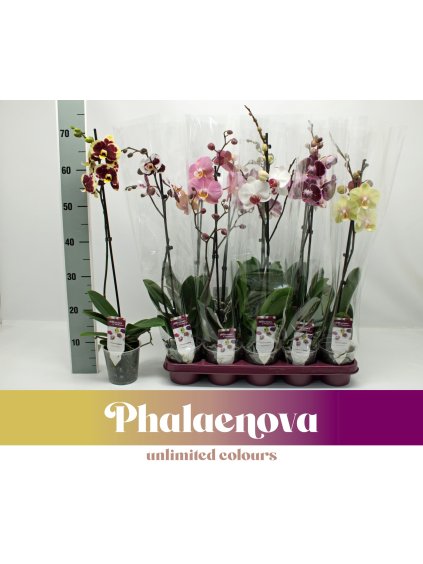 Phalaenopsis mix V65cm
