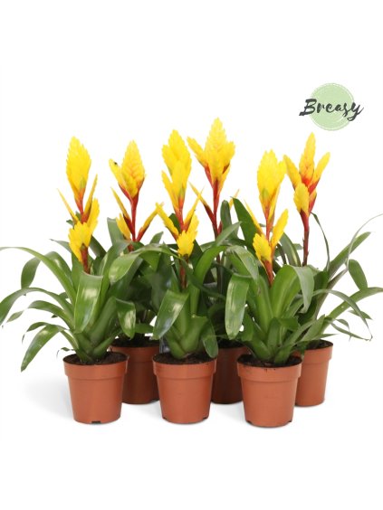 Vriesea Yellow V45cm