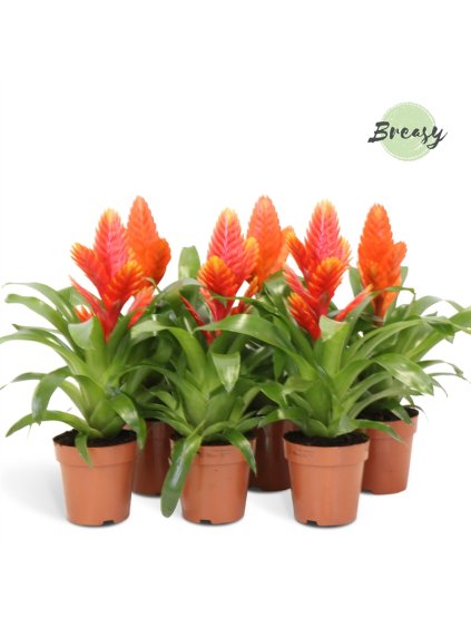 Vriesea Orange V45cm