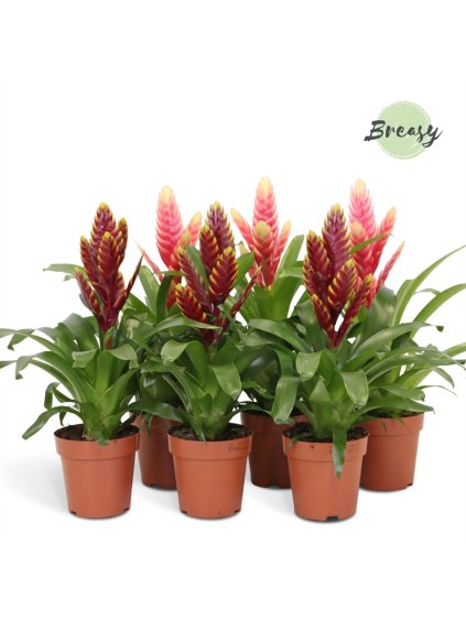 Vriesea Pink/Purple V45cm