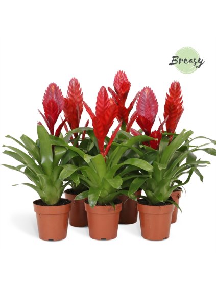 Vriesea Red V45cm