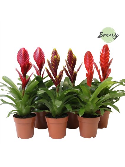 Vriesea Urban mix V45cm