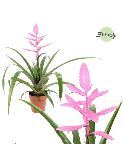 Tillandsia Andreas V47cm