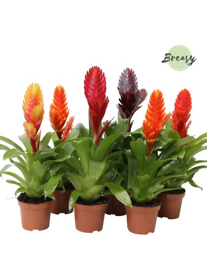 Vriesea Classic mix V30cm