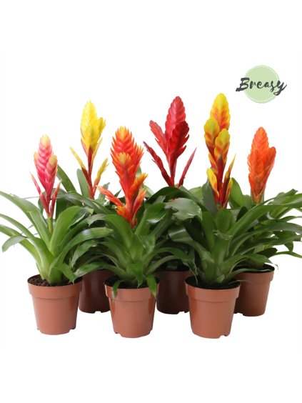 Vriesea Cupcake mix V45cm