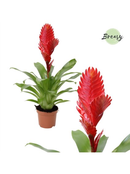 Vriesea Christiane V38cm