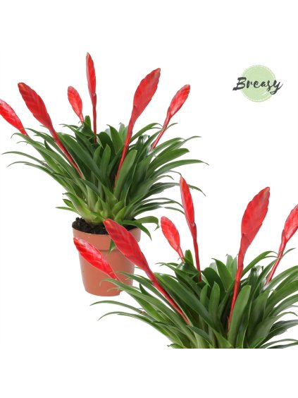 Vriesea 'Conchita' V35cm