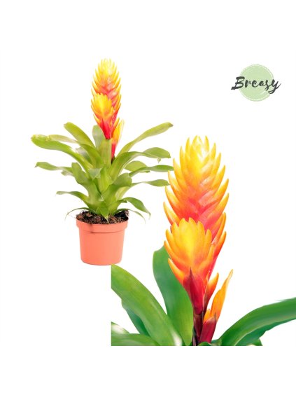 Vriesea El Dorado V28cm