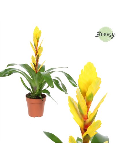 Vriesea Vision V45cm