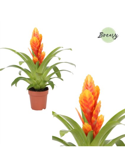 Vriesea Intenso Apricot V42cm
