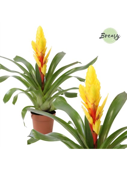 Vriesea Intenso Yellow V48cm