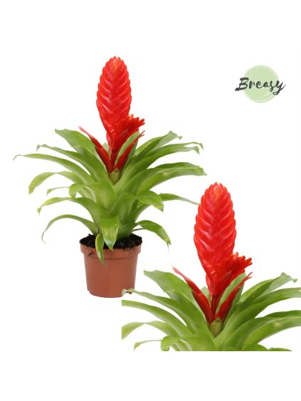 Vriesea Kallisto V30cm