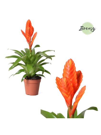 Vriesea Oberon V40cm