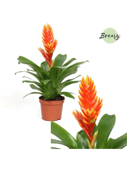 Vriesea Sparkle V30cm