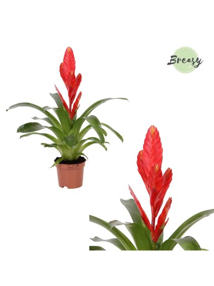 Vriesea Twinkle V35cm