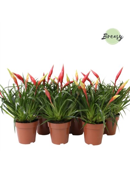 Vriesea Multiflower mix V35cm