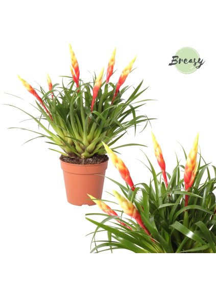 Vriesea Shannon V35cm