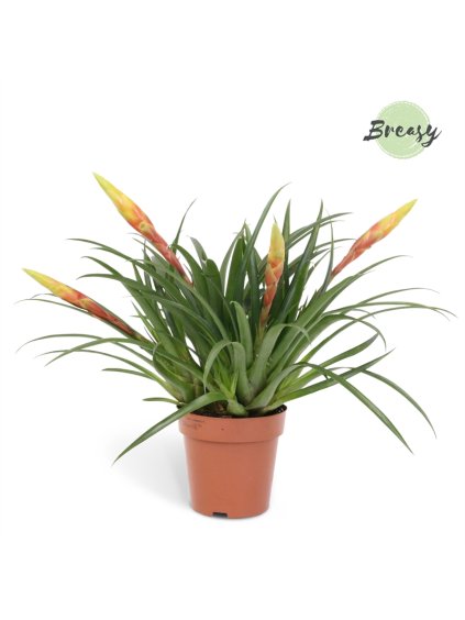 Vriesea Valletta V35cm