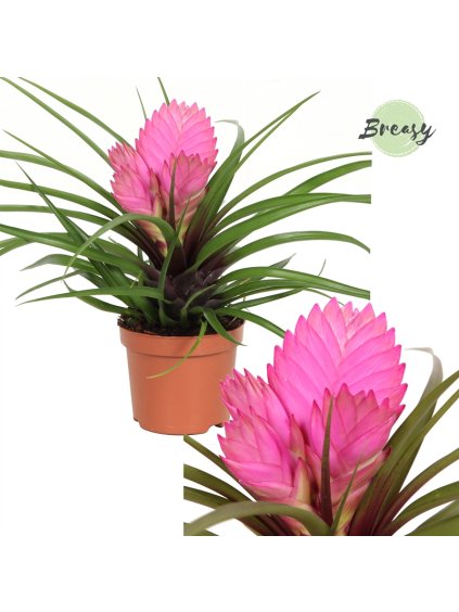 Tillandsia Josee V25cm