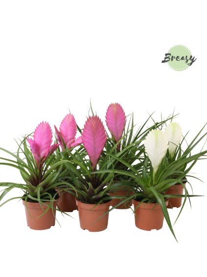 Tillandsia Sweet V25cm