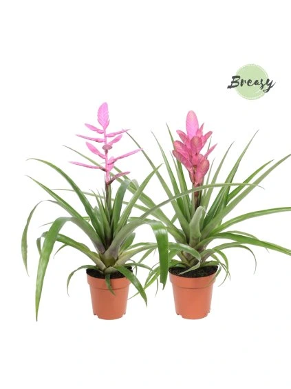 Tillandsia Sweet mix V47cm