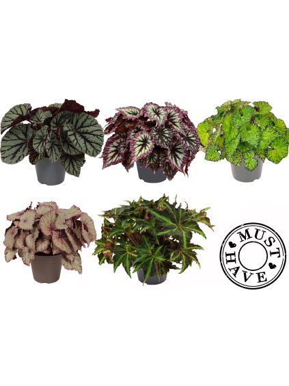 Begonia Rex mix V35cm